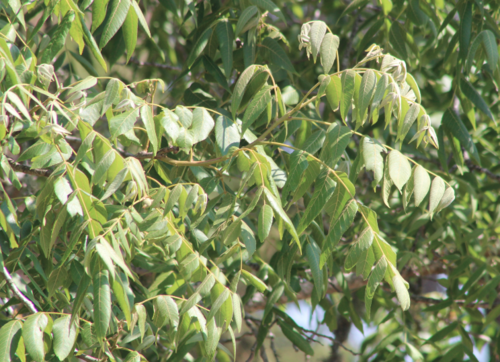 Juglans pyriformis