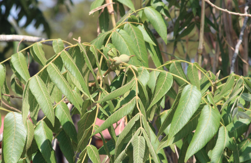 Juglans pyriformis (Oaxaca Walnut)