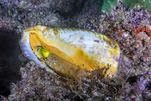 Eastern Pacific Giant Conch