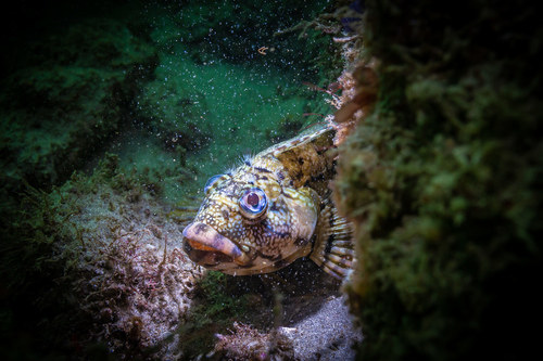 Largemouth Blenny