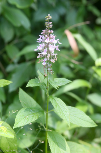 Teucrium canadense var. canadense