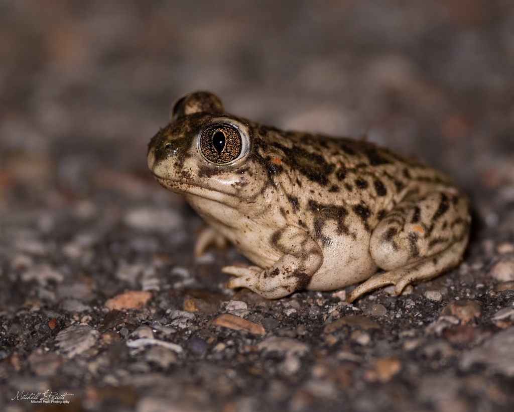 Plains Spadefoot in May 2020 by Mitchell Pruitt. Many individuals ~100 ...