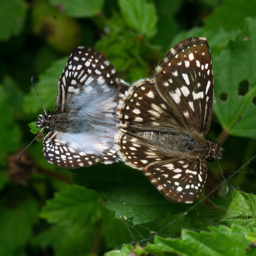 Tropical Checkered-Skipper