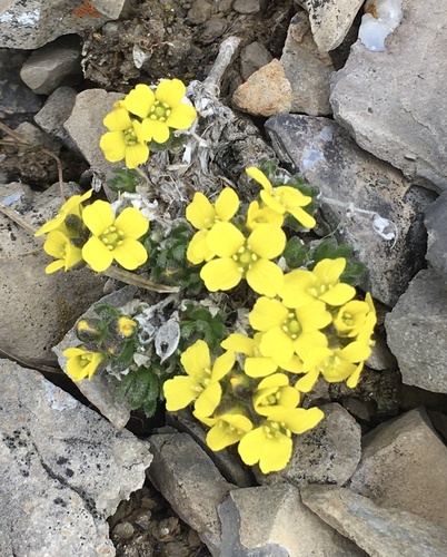Wind River draba (Draba ventosa)