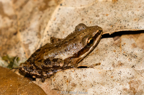 Cajun Chorus Frog