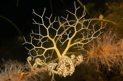 Conocladus australis image