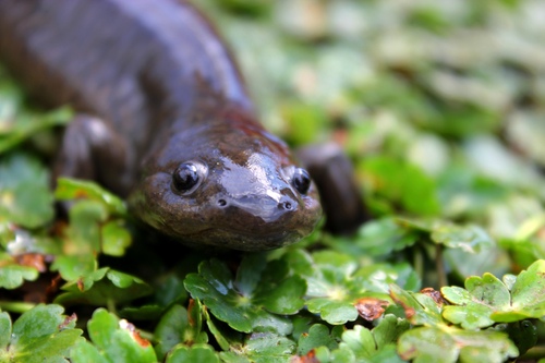 Lake Lerma Salamander