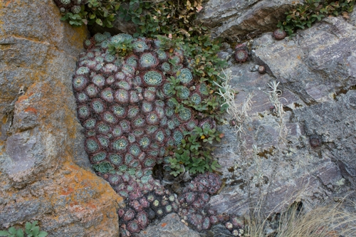 hen-and-chickens echeveria