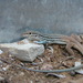 Plateau Spotted Whiptail - Photo (c) Dan Leavitt, all rights reserved, uploaded by Dan Leavitt