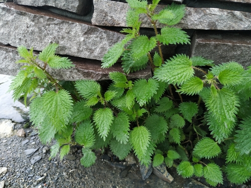 Urtica taiwaniana S.S.Ying