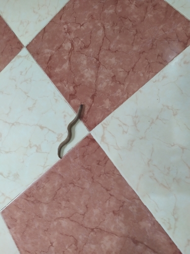 Checkerboard Worm Lizard