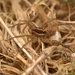 Pin-Stripe Wolf Spider Complex - Photo (c) Tone Killick, all rights reserved, uploaded by Tone Killick