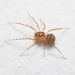 Common Spitting Spider - Photo (c) markussehnal, all rights reserved, uploaded by markussehnal