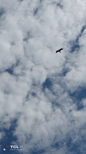 Black Kite