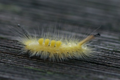 Definite Tussock Moth