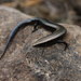 West Canary Skink - Photo (c) Wolfgang Wüster, all rights reserved