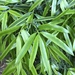 Podocarpus neriifolius - Photo (c) Paolo De Angelis, όλα τα δικαιώματα διατηρούνται, uploaded by Paolo De Angelis