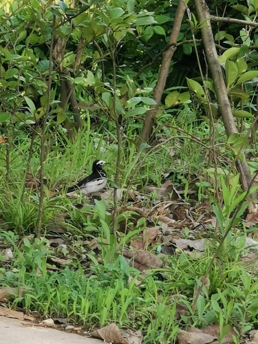 White Wagtail