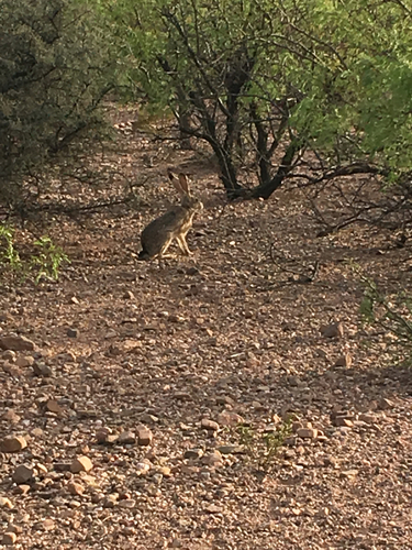 Black-tailed Jackrabbit