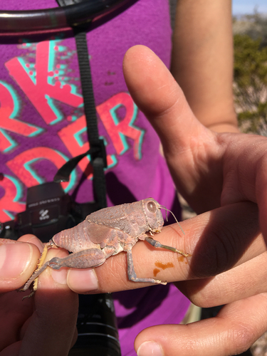 Robust Toad Lubber