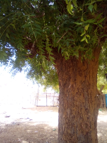 Neem