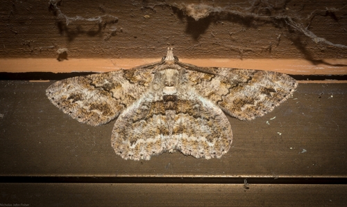 Cleora repetita