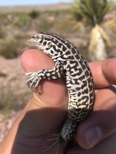 Gray-checkered Whiptail