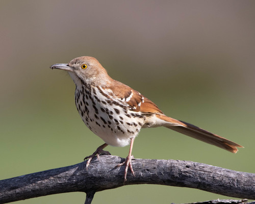 Brown Thrasher