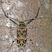 Escarabajo Arlequín - Photo (c) gernotkunz, todos los derechos reservados, uploaded by gernotkunz