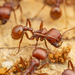 Red Harvester Ant - Photo (c) Clarence Holmes, all rights reserved, uploaded by Clarence Holmes