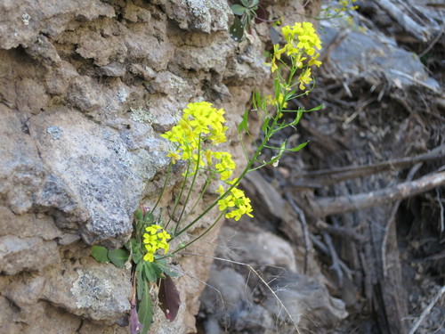Mogollon Mountain draba (Draba mogollonica)