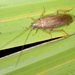 Cucaracha de Rehn - Photo (c) Jay L. Keller, todos los derechos reservados, subido por Jay L. Keller