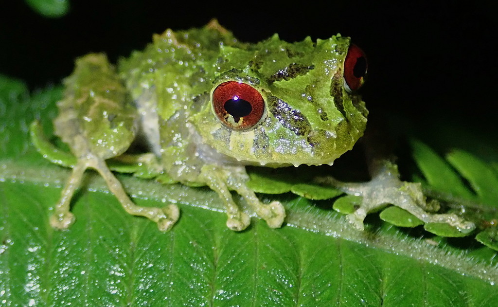 Blue-thighed Rainfrog