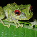 Blue-thighed Rainfrog - Photo (c) Rudy Gelis, all rights reserved, uploaded by Rudy Gelis