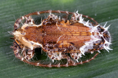 Image of Desmiphora cirrosa