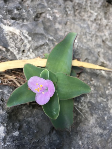 Tradescantia brevifolia