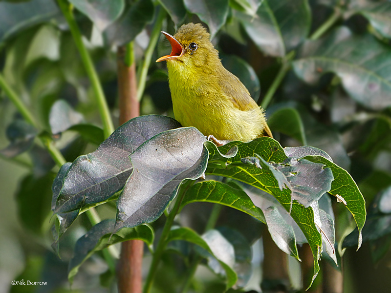 Mountain Yellow-Warbler photo