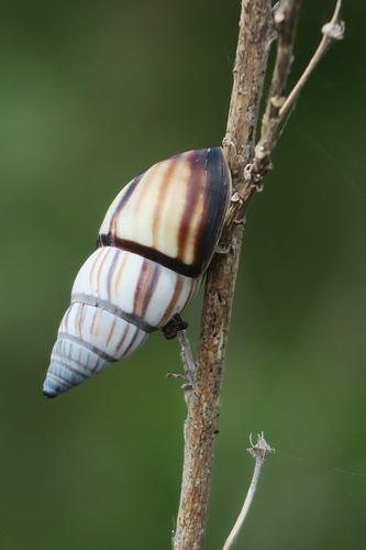 Lined Treesnail