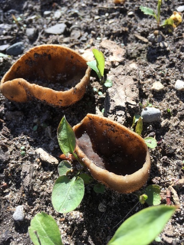 blistered cup