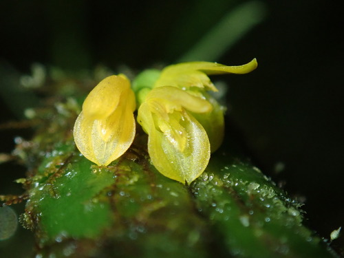 Dagger Acianthera