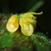 Acianthera sicaria - Photo (c) Rudy Gelis, todos los derechos reservados, subido por Rudy Gelis