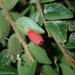 Sphyrospermum sodiroi - Photo (c) Rudy Gelis, todos los derechos reservados, subido por Rudy Gelis