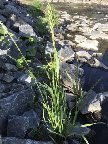 photo of Reed Canary Grass (Phalaris arundinacea)