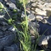 photo of Reed Canary Grass (Phalaris arundinacea)