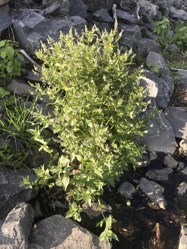 photo of Blue Water-speedwell (Veronica anagallis-aquatica)