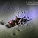Ammopelmatus monahansensis - Photo (c) Jonah Evans, todos los derechos reservados, subido por Jonah Evans