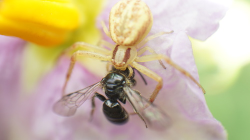 Misumenops temibilis · iNaturalist