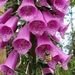 Purple Foxglove - Photo (c) Marilyn R, all rights reserved, uploaded by Marilyn R