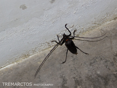 Batocera bruyni