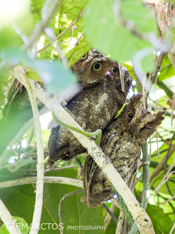 Sulawesi Scops-Owl from Tangkoko on August 11, 2012 at 09:30 PM by Ben ...